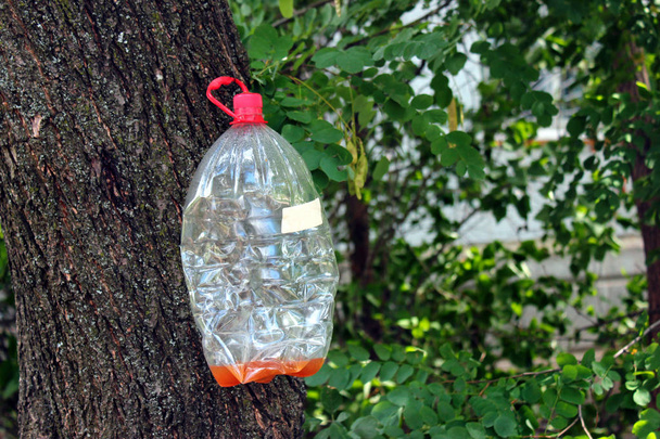 Bottiglia di plastica appesa ad un albero
 - Foto, immagini