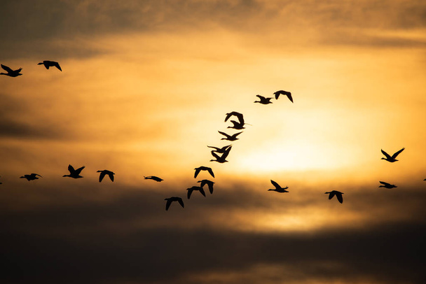 Gänseschwarm fliegt bei Sonnenuntergang - Foto, Bild