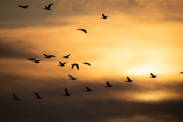 Зграя гусей, що літають на заході сонця
 - Фото, зображення