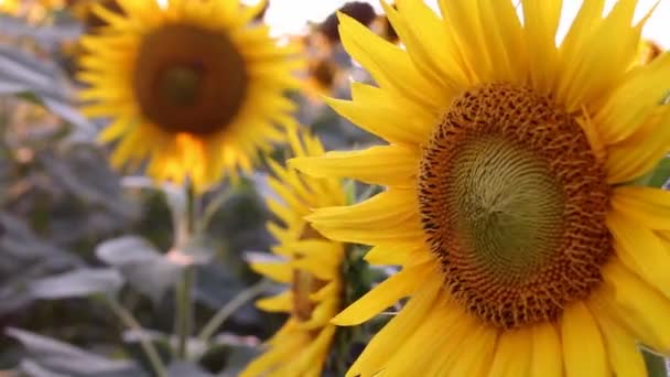 Sunflowers - Footage, Video