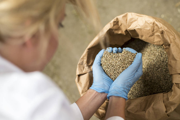 Mãos com luvas de látex azul tomando sementes de cânhamo CBD de saco na fábrica formando coração
 - Foto, Imagem