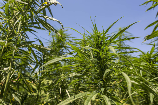 CBD hemp plants buds on marijuana field - Photo, Image