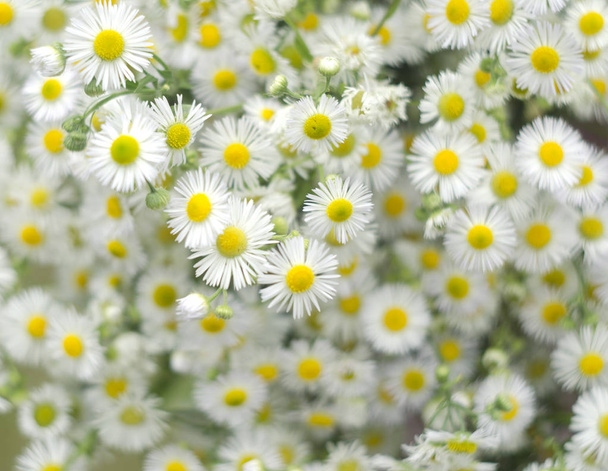Kamille bloemen veld achtergrond. Prachtige natuurlijke achtergrond met bloeiende madeliefjes. Selectieve focus - Foto, afbeelding
