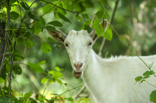 Koza se dívá přímo do kamery, žvýkala trávu a dělá legrační obličeje - Fotografie, Obrázek