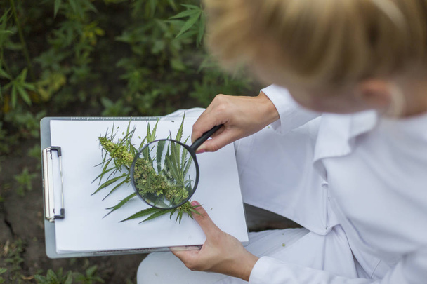 Scienziato che tiene fresco CBD canapa germoglio sul campo di marijuana e lo guarda con lente di ingrandimento prendendo appunti
 - Foto, immagini