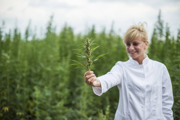 マリファナフィールドに新鮮なCbd麻の芽を保持する科学者 - 写真・画像