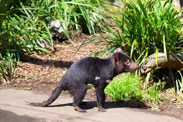 Tasmanischer Teufel unterwegs - Foto, Bild