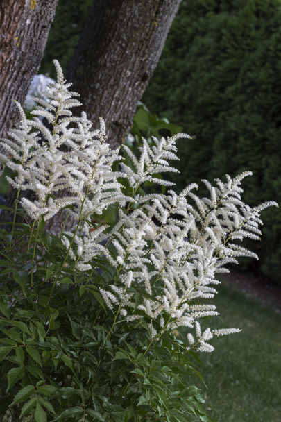 Blooming Astilbe plant in the garden - Photo, Image