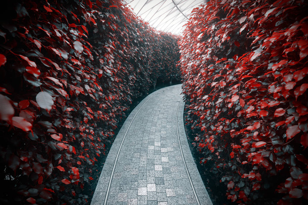 Тихий шлях в садовому лабіринті високих червоних живоплотів
 - Фото, зображення