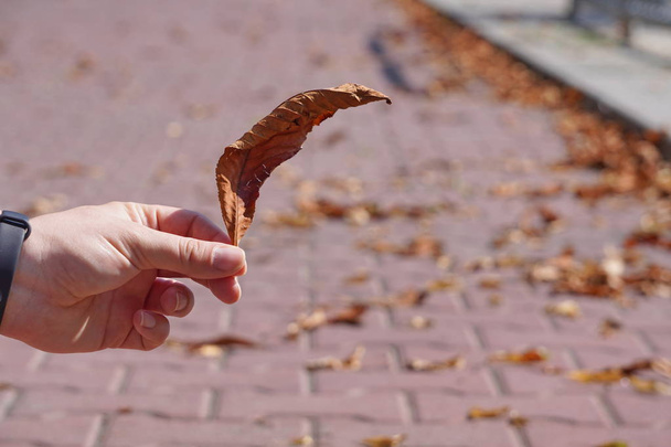 Ein gelbes, trockenes Blatt in der Hand, Symbol für den Herbst 2019, den Wechsel der Jahreszeit, fallende Blätter. Abschied vom Sommer, Herbst kommt - Foto, Bild