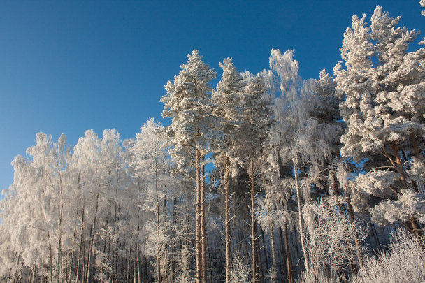 Snowy winter - Valokuva, kuva