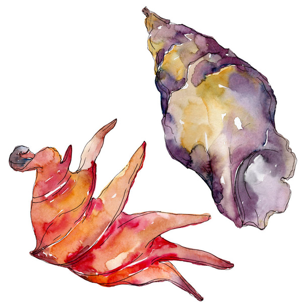 Summer beach seashell tropical elements. Watercolor background illustration set. Isolated shell illustration. - Photo, Image