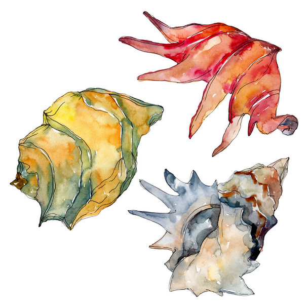 Summer beach seashell tropical elements. Watercolor background illustration set. Isolated shell illustration. - Fotoğraf, Görsel