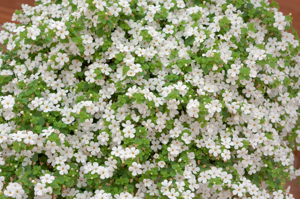 fondo de flores blancas - Foto, Imagen
