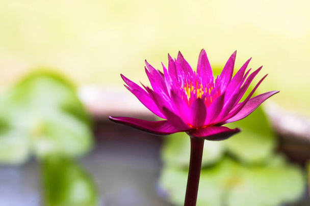 Beautiful Purple lotus Water lily with green leaves in pond - Фото, изображение