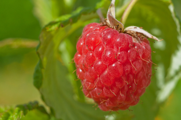 Fresh red raspberry - Photo, Image