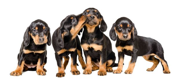 Четыре милые щенки сидят вместе изолированы на белом фоне
 - Фото, изображение