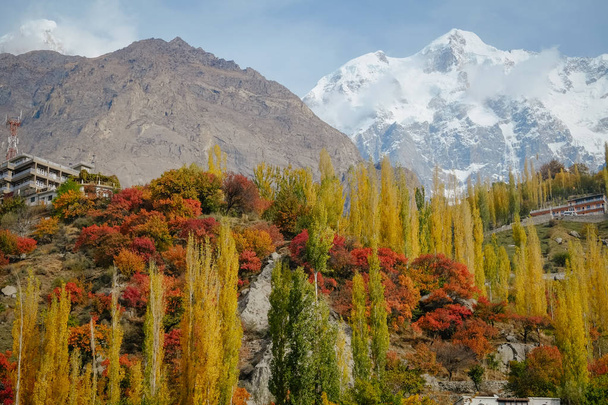 秋の色とりどりの紅葉の森の風景と、カラコラム山脈のウルターサール山頂を背景に雪が覆われた自然景観。フンザ渓谷ギルギット・バルティスタン, パキスタン. - 写真・画像
