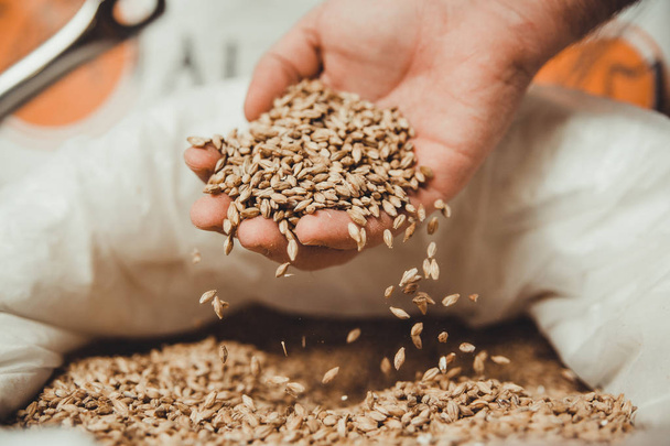 Granos de trigo en manos masculinas
 - Foto, Imagen
