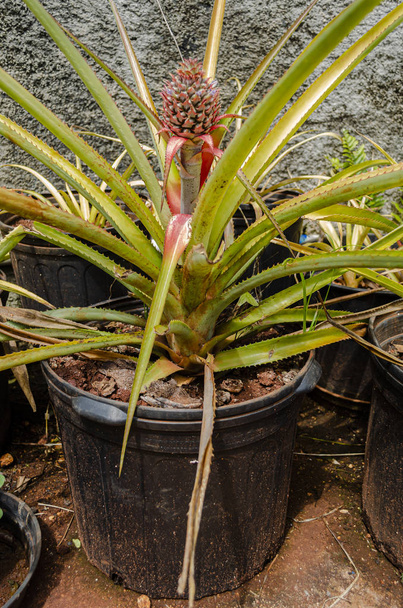 Growing from a black flowerpot is a pineapple plant with long leaves with sharp prickly edges and a long stalk having a inflorescence at the top. - Foto, immagini