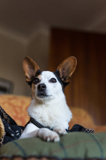 Portrait of a papijack, a cross of a jack russell and papillon - Photo, Image