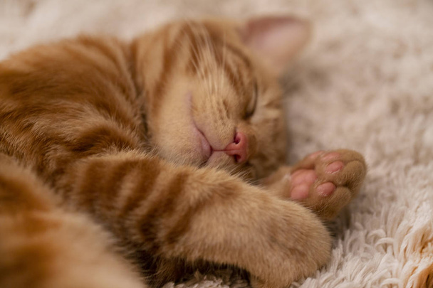 red kitten Bobtail sleeping on the carpet - Photo, Image