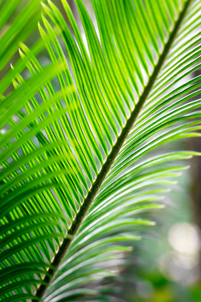 Rama de palma verde como fondo
 - Foto, imagen