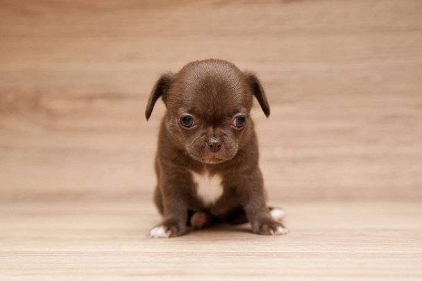 Small puppy of coffee color on a wooden light background - Photo, Image