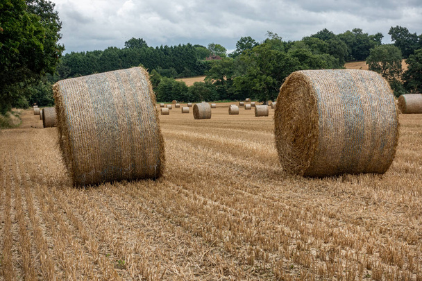 Two rolled up hay bales sitting in a field with numerous others in the background - Photo, Image