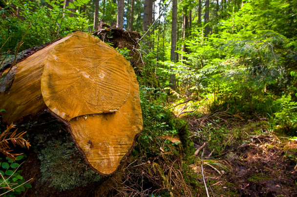 drewniane Kikut w lesie - Zdjęcie, obraz