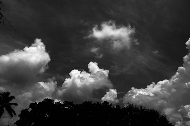 baljós vihar felhők alkotó felett fák - Fotó, kép