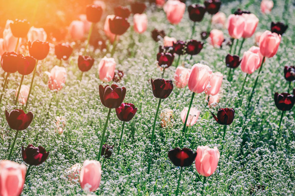 Színes tulipán területén, lila virág tulipán tavasszal háttérben, szelektív fókusz, closeup. Gyönyörű rózsaszín tavaszi pályázat virág virágzik - Fotó, kép