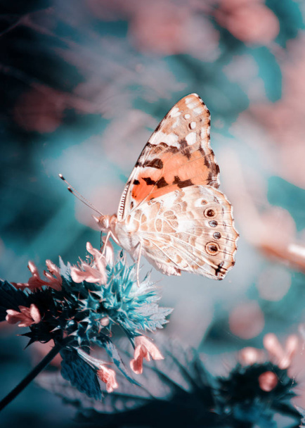 Fondo mágico con mariposa dama pintada. Cerca de la foto de la mariposa en una flor de jardín
. - Foto, imagen
