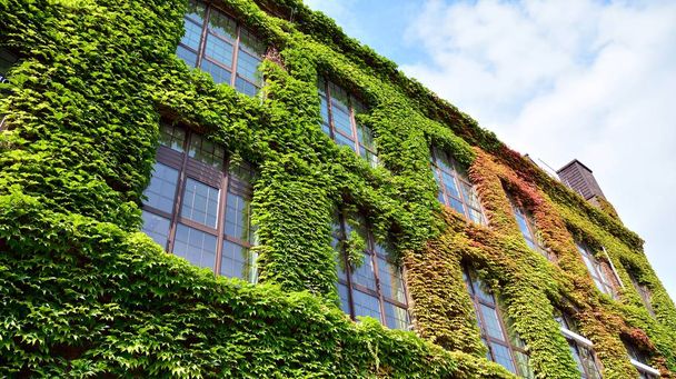 Edificio con plantas trepadoras, hiedra creciendo en la pared. Ecología y vida verde en la ciudad, concepto de medio ambiente urbano
. - Foto, Imagen