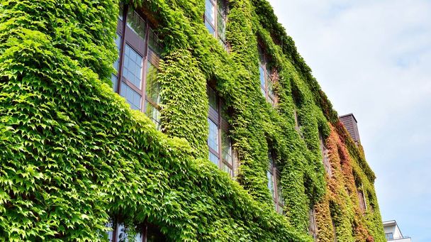 Budynek z roślin pnączy, bluszcz rośnie na ścianie. Ekologia i zielone życie w mieście, koncepcja środowiska miejskiego. - Zdjęcie, obraz