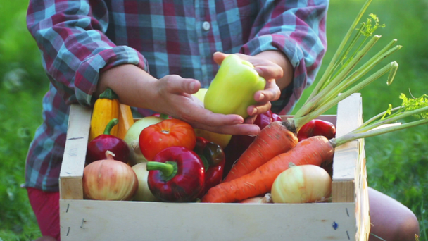 Les mains de la fille tient une boîte avec des légumes frais. Légumes frais dans une boîte sur les mains d'une jeune fille
.  - Séquence, vidéo