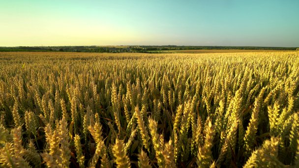 Buğday tarlası. Tarlada buğdayın altın kulakları. Çayır buğday tarlasının olgunlaşma kulaklarıarka. Zengin hasat. Doğal ürün tarımı. - Video, Çekim