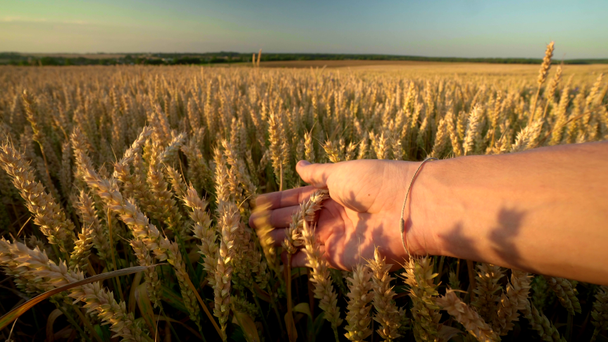 Чоловік торкається колоски жовтої стиглої пшениці на золотому полі в сонячний осінній день. Шпильки органічного жита, що ширяють у вітрі. Сезон збору врожаю. Сільське господарство
. - Кадри, відео