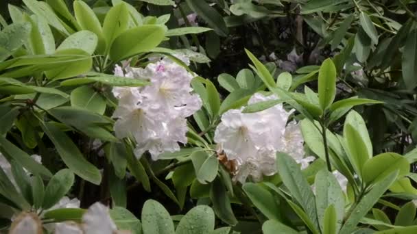 Zweig des weißen Rhododendronstrauches, der im Frühling wächst - Filmmaterial, Video