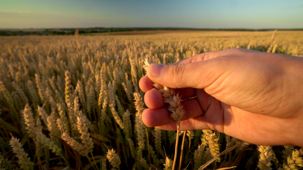 Mão de homem tocando espiguetas de trigo maduro amarelo no campo dourado durante o dia ensolarado de outono. Espinhos de centeio orgânico a balançar ao vento. Temporada de colheita. Agricultura
. - Filmagem, Vídeo