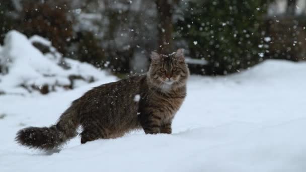 Slow Motion Close: Karlı bahçede yürüyen ve kameraya bakan sevimli bir ev kedisinin portresi. Büyük gri çizgili kedi kışın dışarıda eğleniyor. Beyaz kar taneleri kahverengi kedinin üzerine yağıyor. - Video, Çekim
