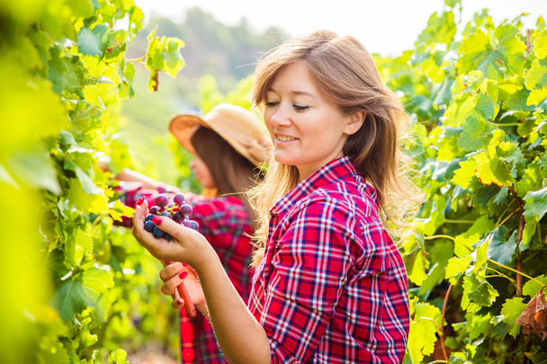 side view of young women harvesting grapes in vineyard  - Foto, imagen