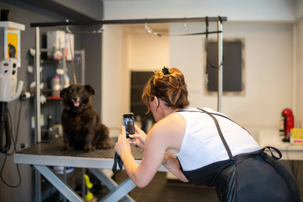 pet hairdresser woman taking pictures of cute black dog - Zdjęcie, obraz