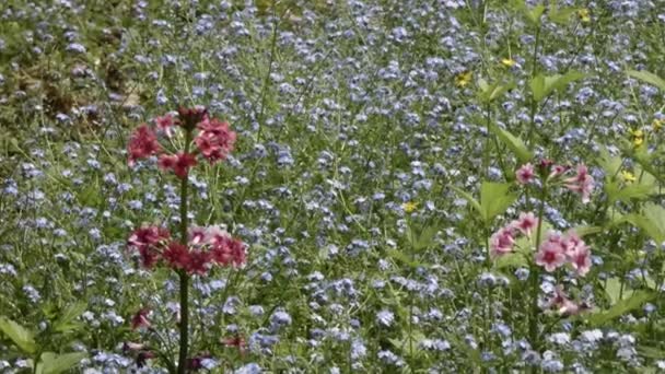 rode bloemen groeien uit een groot bos van blauwe bloemen - Video