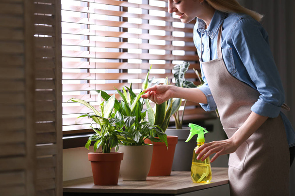 Young woman taking care of houseplant indoors, closeup. Interior element - Foto, Imagem