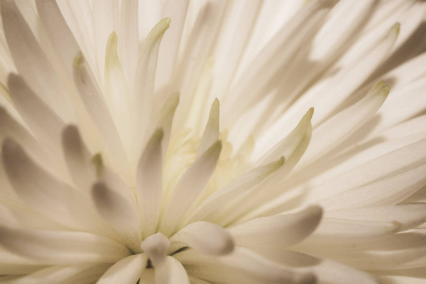 White chrysanthemum flower macro. floral texture - Foto, imagen