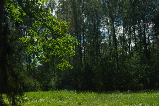 Summer forest background. greenery and foliage - Photo, image