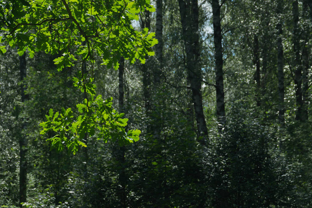Summer forest background. greenery and foliage - Zdjęcie, obraz