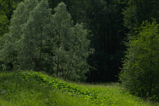 Summer forest background. greenery and foliage - Фото, зображення