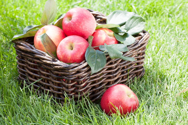 Свіжі стиглі червоні яблука
 - Фото, зображення